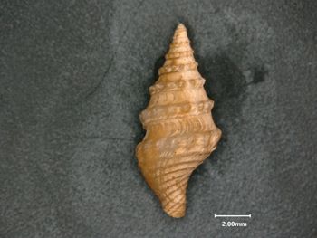 Media type: image;   Malacology 119126 Description: top view of shell;  Aspect: dorsal